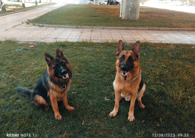 Safkan alman çoban köpekleri